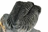 Bug-Eyed Coltraneia Trilobite Fossil - Ofaten, Morocco #354446-4